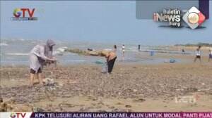 Jutaan Kerang Terdampar di Pantai