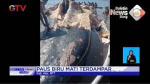 Paus Biru di NTT Terdampar dan Mati