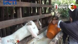 Kisah Sukses Peternak Kambing