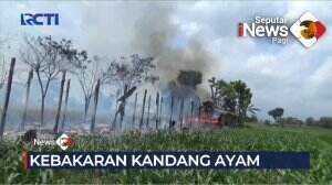 Kandang Peternakan Ayam Ludes Terbakar