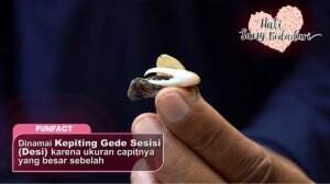 Ada Kepiting Unik Di Hutan Mangrove - HSB Eps. 165