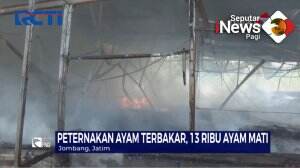 13 Ribu Ayam Terbakar