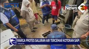 Protes Limbah Kotoran Sapi