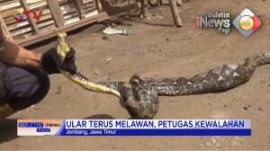 Heboh Ular Masuk Permukiman