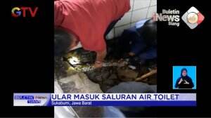 Ular 3 Meter Masuk Toilet