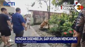 Sapi Kurban Mengamuk