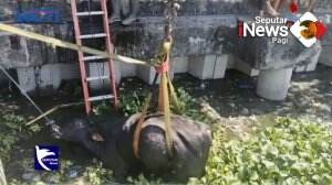 Sapi Kurban Tercebur Ke Waduk