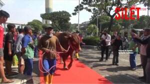 Uniknya Penyambutan Sapi Presiden Jokowi