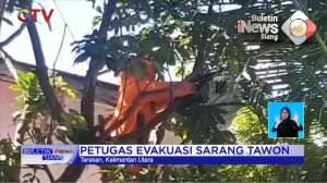 Evakuasi Sarang Tawon