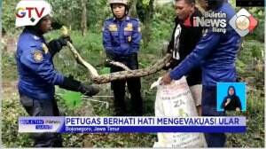 Penangkapan Ular Sanca di Pemakaman