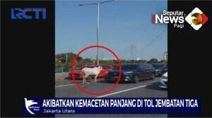 Hewan Kurban Masuk Jalan Tol