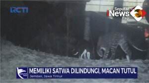 Dua Macan Tutul Tertangkap Kamera