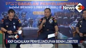 Penyelundupan Benih Bening Lobster