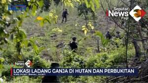 BNN Musnahkan Ribuan Batang Pohon Ganja
