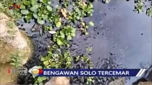 Bengawan Solo Tercemar Limbah Ethanol, Ratusan Ikan Mati Mendadak