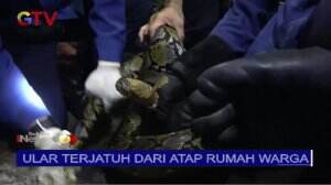 Ular Piton 5 Meter Ditemukan Bersembunyi di Saluran Irigasi di Makassar