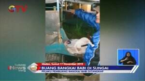 Pelaku Pembuang Bangkai Babi Ditangkap, Sekali Buang Dibayar 250 Ribu Per Bangkai