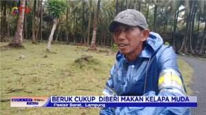 Jasa Petik Kelapa Bisa Menghidupi Keluarga