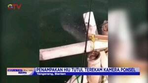 Penampakan Hiu Tutul Muncul di Perairan Tangerang Hebohkan Nelayan