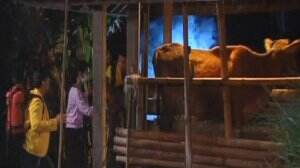 Aryo Membantu Gadis Desa Melahirkan Anak Sapi