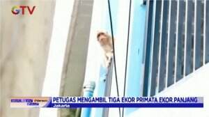 Penyiksaan Primata Demi Konten Youtube