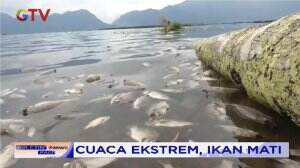 Cuaca Ekstrem, Ikan Kekurangan Oksigen Mati Terapung