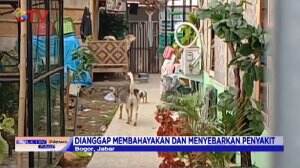 Viral Seorang Wanita Bercadar Pelihara Puluhan Anjing Liar