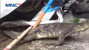 Evakuasi Biawak Di Kantor Polisi Berlangsung Dramatis