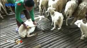 Kambing Mati Dan Luka Secara Misterius