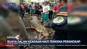 Buaya Muara 4 Meter Ditangkap Petugas di Kalimantan Tengah