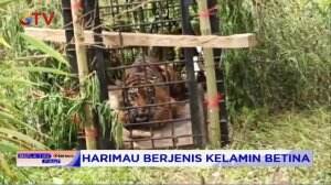 Berkeliaran di Pemukiman dan Resahkan Warga, Harimau Sumatra Berhasil Diamankan Petugas