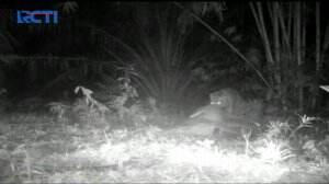Seekor Harimau Sumatera Terekam Video Sedang Memangsa Ternak Sapi Milik Warga