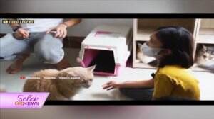 Dhani Dan Anaknya Bermain Kucing Kesayangan Virzha