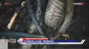 Geger Ular Berkaki