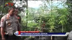Alasan Untuk Obat, IRT Tanam Puluhan Ganja di Pot