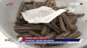 Akar Bajakah, Obat Kanker!
