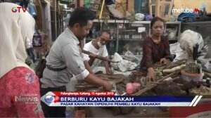Akar Kayu Bajakah Diburu