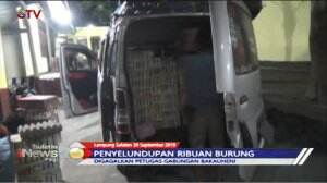 Penyelundupan Burung