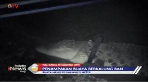Buaya Berkalung Ban