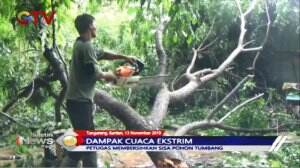 Awas Pohon Tumbang! Cuaca Ekstrem dan Angin Kencang Melanda