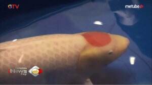 Kejuaraan Ikan Koi