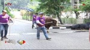 Sapi Jumbo Dari Partai Perindo