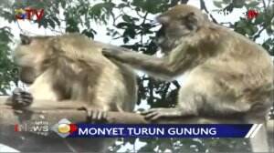 Kemarau Panjang Kera Masuki Pemukiman Warga