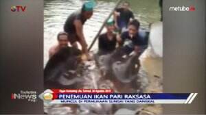 Ikan Pari Raksasa Di Sungai Dangkal