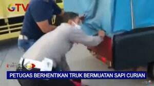 Petugas Tangkap Sindikat Pencuri Sapi yang Diletakkan Truk di Semarang