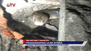 Damkar Klaten Tangkap Induk Kobra dan Temukan Enam Cangkang Telor Kobra