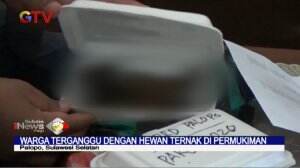 Protes Maraknya Hewan Ternak di Pemukiman Padat Penduduk, Ketua DPRD Palopo Terima Paket Kotoran Sapi