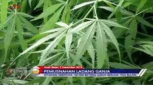 BNN Musnahkan Ladang Ganja Seluas 4 Hektar