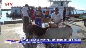 Pengiriman Sapi Meningkat Jelang Idul Adha