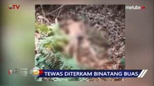 Mengenaskan! Tewas Diterkam Harimau